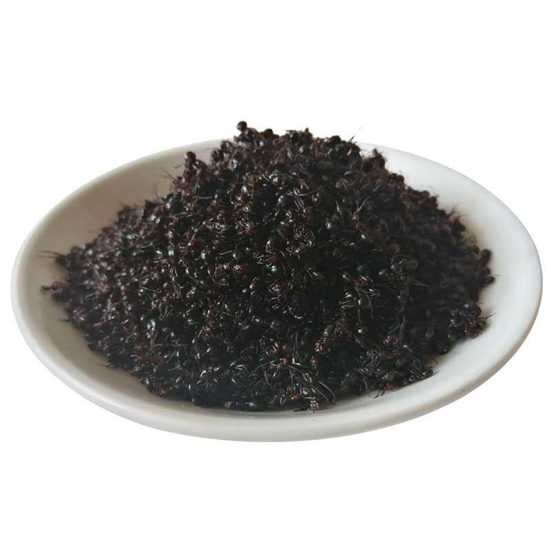 东北伊春野生黑蚂蚁干山蚁大蚂蚁