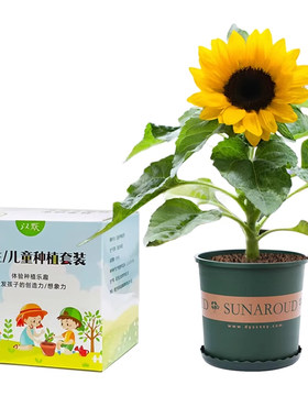 小学生种植观察套装向日葵盆栽