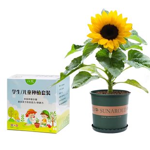 儿童种植小盆栽套装学生实验套餐植物向日葵种子四季凤仙花种籽子