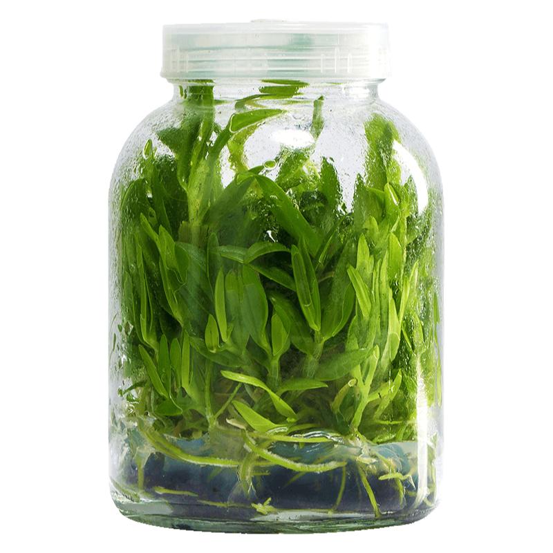 新鲜铁皮石斛鲜花可食用当天采摘基地顺丰包邮餐厅酒店菜火锅蔬菜