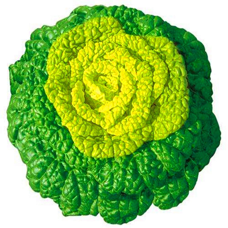 黄心乌塌菜种子种籽乌塔菜雪里金花青菜四季蔬菜孑白菜黑菜包邮