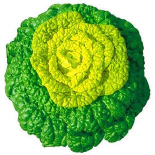 黄心乌塌菜种子种籽乌塔菜雪里金花青菜四季蔬菜孑白菜黑菜包邮