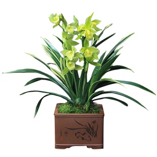 老字号四季金边兰花苗 浓香型室内 金凤冠 四季兰植物盆栽