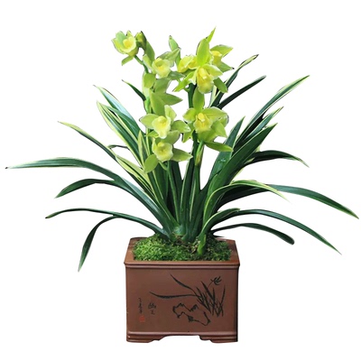 老字号四季金边兰花苗金凤冠