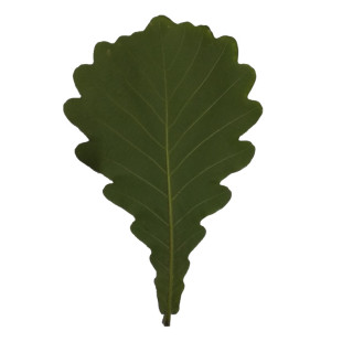 2025新鲜大粽子叶干槲叶柏乐叶柞栎叶大菠萝叶欂椤叶桲罗叶包邮