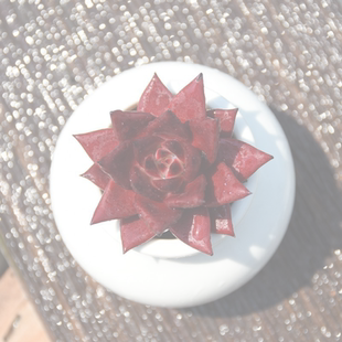 多肉植物超大弗兰克稀有小贵货盆栽状态很好花卉好养活包邮