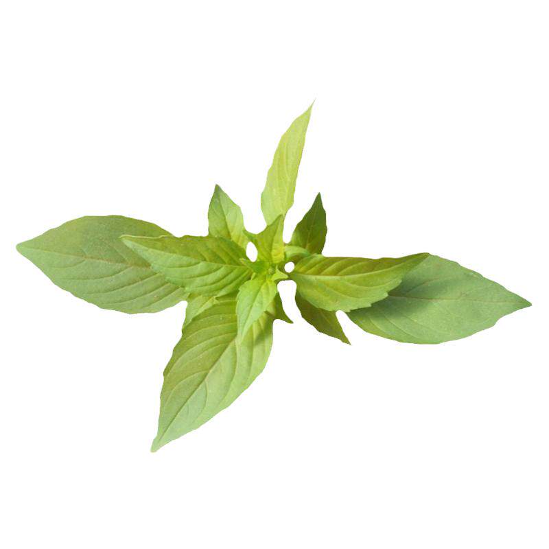 荆芥菜种籽河南大叶荆棘种子菜籽春天四季盆栽荆菜荆芥蔬菜苗孑籽