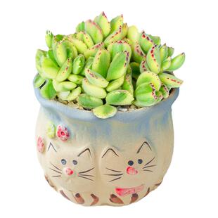 熊童子多肉植物白熊爪锦室内盆栽大颗好养专用盆精品大株老桩稀有