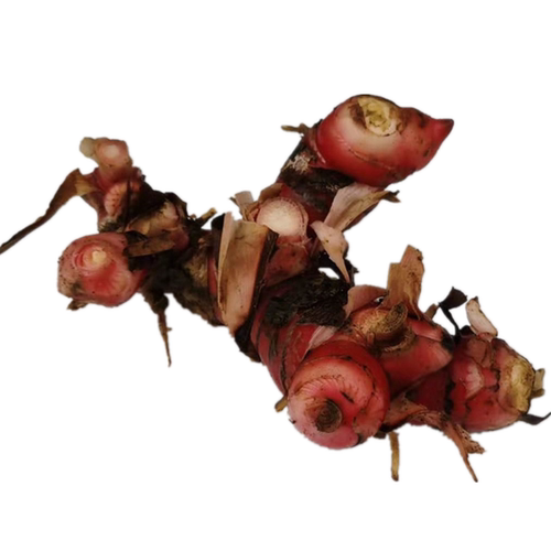 新鲜南姜山姜 galangal 冬阴功汤潮汕牛肉火锅配料农产品 包邮