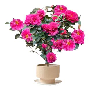 茶梅盆栽树苗老桩精品室内外耐寒好养活花卉庭院地栽带花苞年宵花