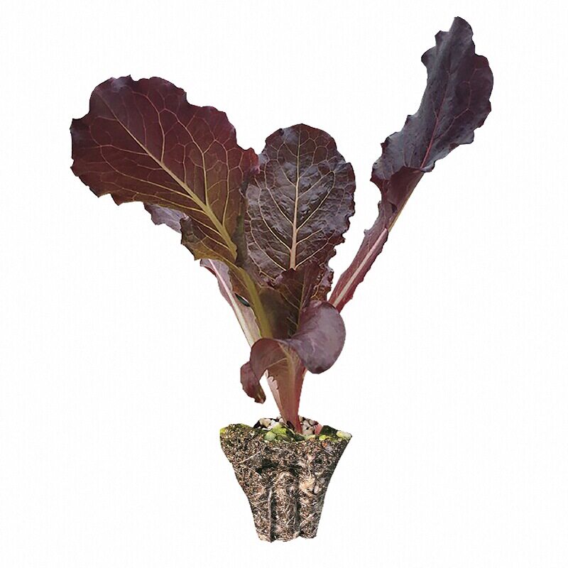 各种生菜苗秧种子大速生奶油紫皱绿红紫咖啡菜籽春秋四季阳台盆栽