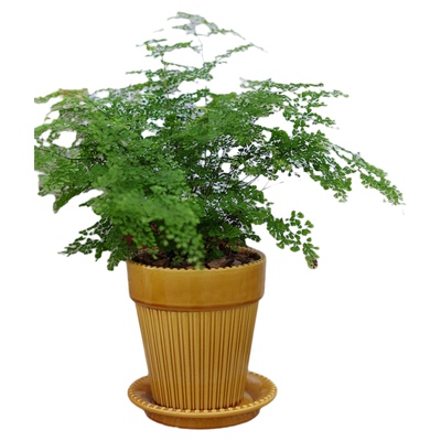 超大盆雨霏铁线蕨好养耐阴