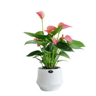 金叶子粉掌鸿运当头盆栽常绿植物花卉办公室内桌面清新空气好养活