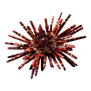 天然石笔海胆 海葵花 创意装饰摆件 水族造景收藏标本海螺贝壳