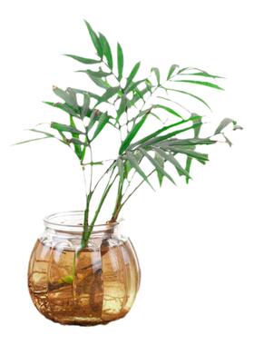 小花瓶水培绿萝植物装饰摆件