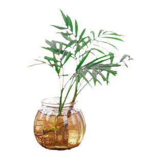 小花瓶欧式创意简约水培绿萝植物透明玻璃瓶小清新装饰摆件插花瓶