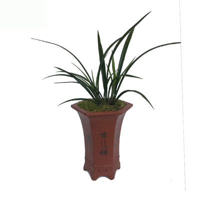 国色天香现带花苞出售建兰