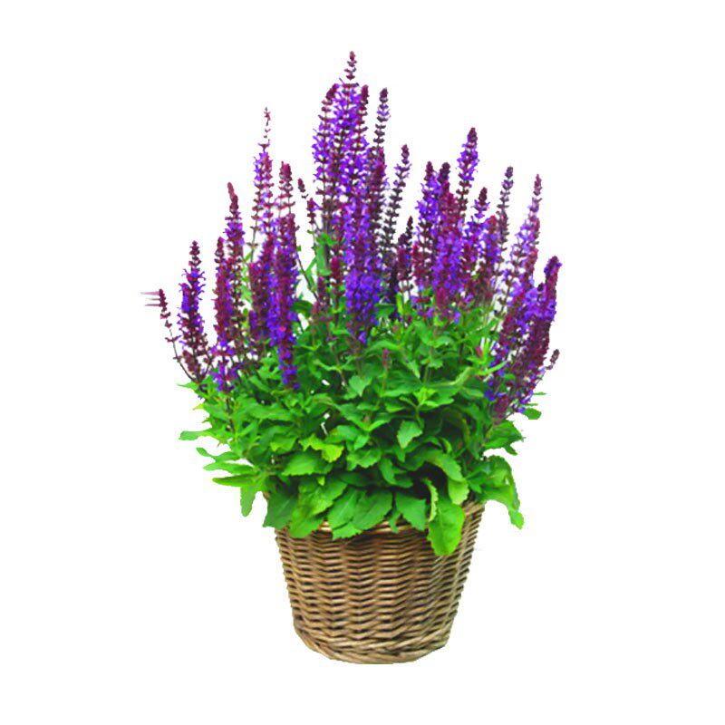 多年生种子耐寒景观蓝花鼠尾草