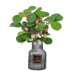 小盼菩提水培植物室内好养活办公桌面四季常青苔藓球绿植盆栽带果