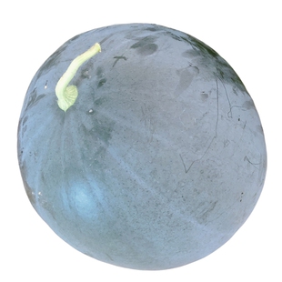 无籽西瓜种子8424种籽黑美人麒麟巨型春季懒汉新疆种孑禾之元种业