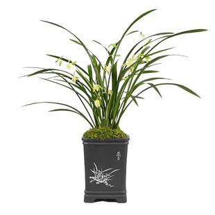 建兰素心名品朱德素夏四季兰花草带花苞室内阳台花卉绿植物浓香型