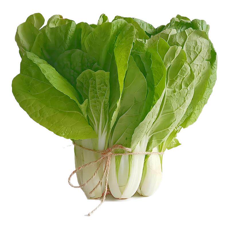 方震四季黄金奶油小白菜种子耐热耐寒四季播种阳台盆栽蔬菜种子