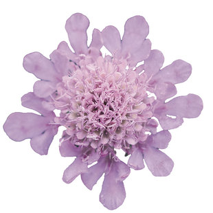 虹越萌吖吖花卉种子花菱草鲁冰花勿忘我蓝盆花龙面垂吊花金鱼草秋