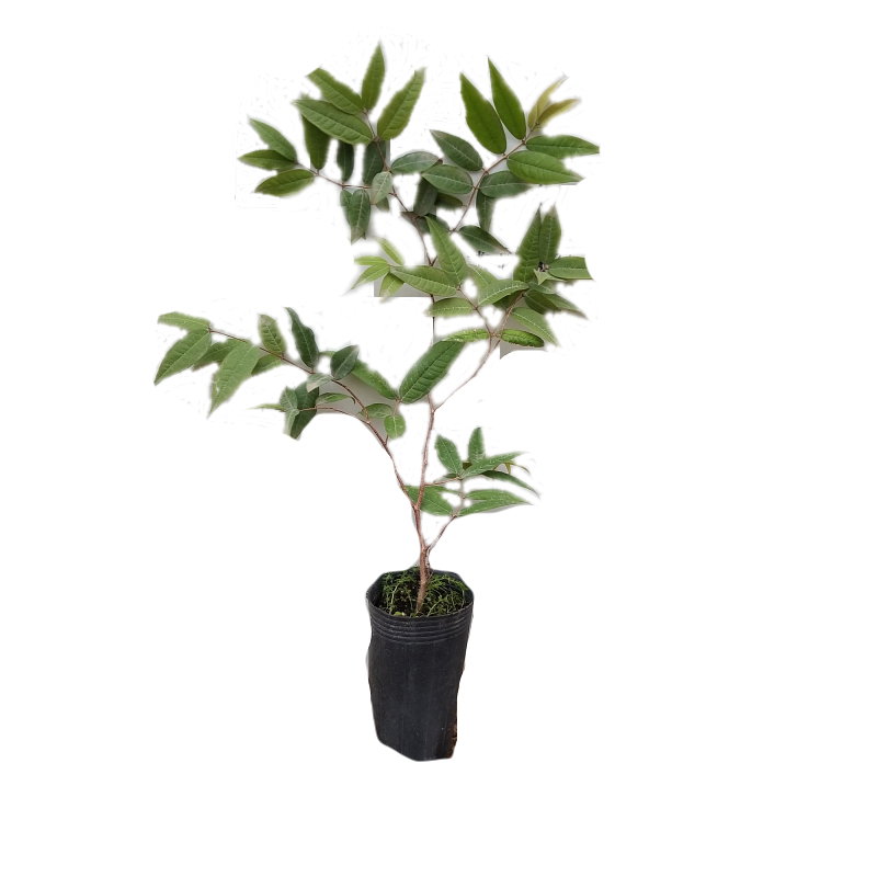 新品臺(tái)灣穆庫(kù)里嘉寶果史比瑞大果樹葡萄南北方陽(yáng)臺(tái)庭院盆栽樹苗