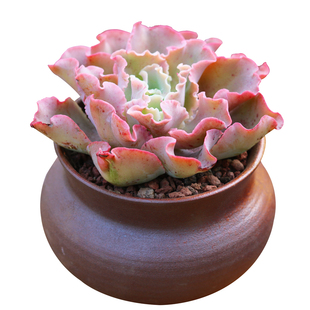 多肉植物全疣石莲高沙大包菜高砂之翁缀化办公室桌面花卉超大趣味