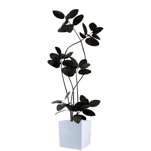 橡皮树客厅大盆栽黑金刚橡皮树绿植真树盆栽老桩绿植室内高级感树