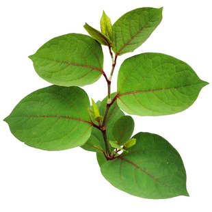 热卖原生虎杖苗中药材花斑竹酸筒杆酸汤梗盆栽庭院南北方虎丈种苗