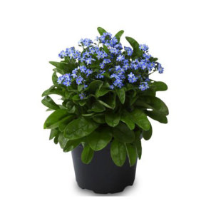 勿忘草种子星辰花矮生森林勿忘我花种籽室内可盆栽春秋播