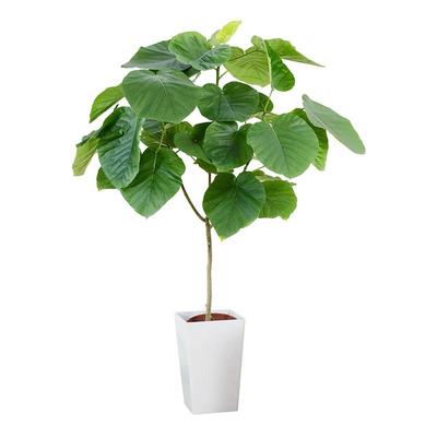 爱心榕室内家装四季常绿大叶片