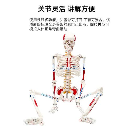 人体骨骼骨架模型成人骨骼标准分脊椎医学椎间盘教学关节全身模型