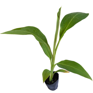 皇帝蕉苗香蕉苗巴西蕉威廉斯B6包邮粉蕉苗贡蕉树苗米蕉苗红香蕉苗