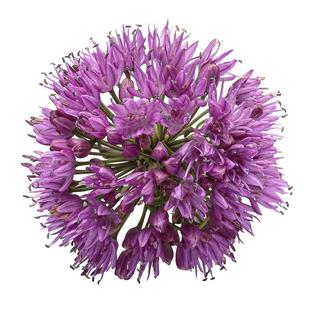 荷兰进口大花葱种球根庭院花境阳台地栽盆栽秋季花卉大使球王虹越