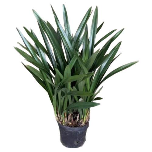 名贵兰花苗浓香型【大将军】建兰室内盆栽四季兰花卉阳台绿