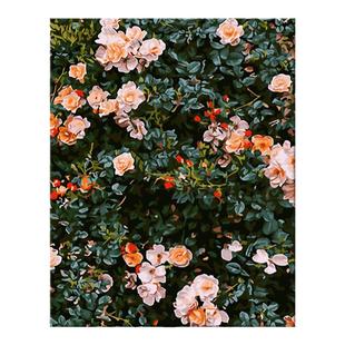 蔷薇花园数字油画玫瑰花卉diy填充填色油彩画丙烯手绘自愈装饰画