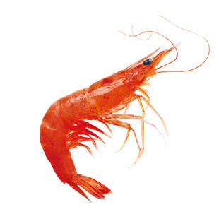 舟山海鲜特产新鲜大红虾罗氏虾鲜活水产冰虾海捕蓝一斤35只三斤装