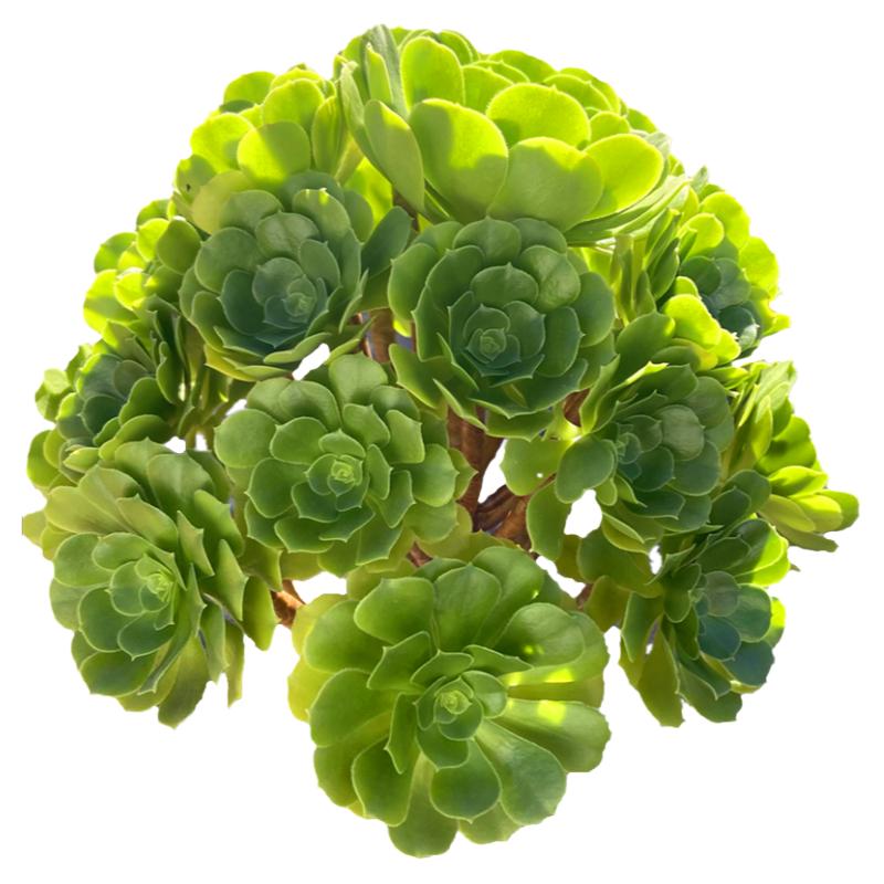 多肉法师绿羊绒桌面云南基地直发