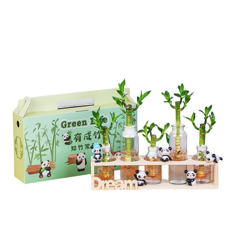 富贵竹水培植物带根办公桌面盆栽