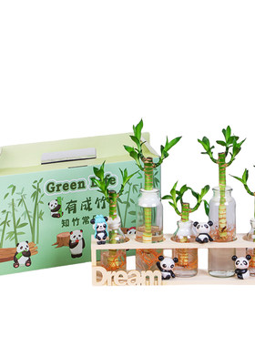 富贵竹水培植物带根办公桌面盆栽