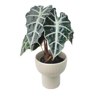 大仙女小仙女海芋盆栽网红北欧INS非洲面具观叶植物室内办公室桌