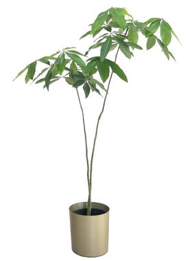 发财树室内植物盆栽枝叶个性造型
