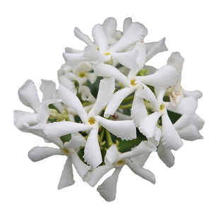 海蒂的花园海妈推荐风车茉莉花络石藤清香阳台庭院爬藤植物盆栽