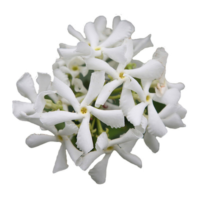 【小红书10万人种草】风车茉莉