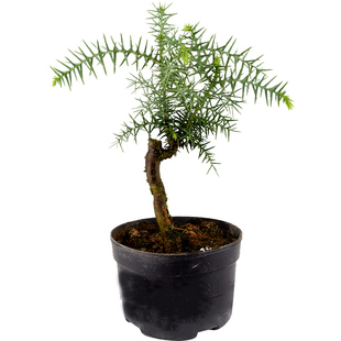 吸水石上水石假山盆景植物绿植小叶紫檀榕树文竹珍珠草菖蒲六月雪