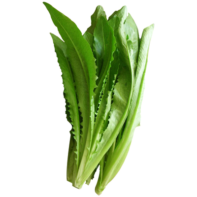 蔬菜高产冬季南方油麦菜种子