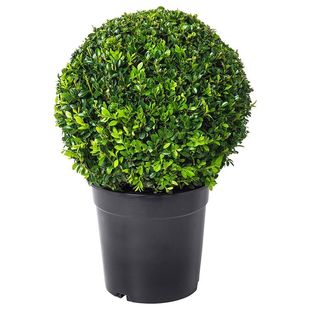 卫矛球树苗庭院耐寒四季常青绿化风景树篱笆墙植物卫矛冬青球小苗