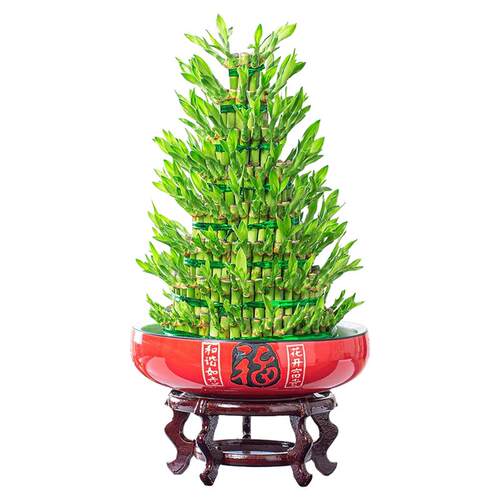 富贵竹节节高盆栽植物水养室内客厅招财四季常青水培花卉净化空气
